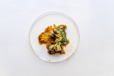 大豆球蛋白（Glycinin）elisa檢測(cè)試劑盒